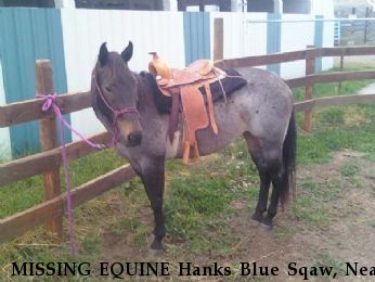 MISSING EQUINE Hanks Blue Sqaw, Near Marion MT, MT, 59925